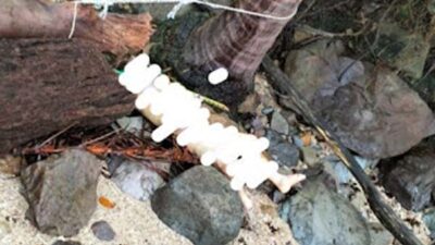 Mayat Ditemukan di Pantai Taman Sungai Beremas, Polisi Lakukan Penyelidikan