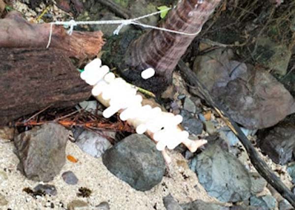 Mayat Ditemukan di Pantai Taman Sungai Beremas, Polisi Lakukan Penyelidikan