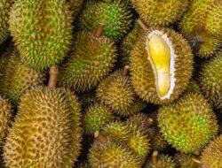 Kios Durian di Singapura Bagi 1,2 Ton Durian Gratis untuk Lansia