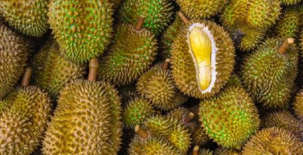 Kios Durian di Singapura Bagi 1,2 Ton Durian Gratis untuk Lansia