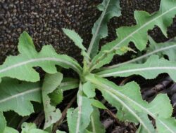 Daun Tempuyung, Herbal Liar dengan Segudang Manfaat Kesehatan