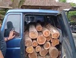 553 Gelondongan Kayu Jati Disita Polisi di Ngawi
