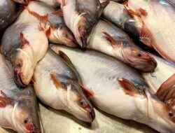 Penelitian Terbaru, Ikan Patin Rentan Tercemar Logam Berat dan Mikroplastik