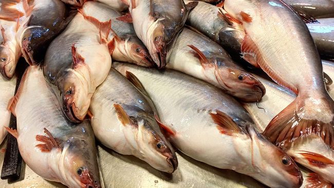 Dua penelitian terbaru menunjukkan ikan patin ternyata bisa lebih berbahaya ketimbang ikan lele.