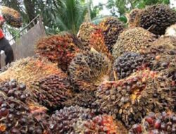 Harga TBS Kelapa Sawit Sumbar Periode IV Januari 2026 Naik Menjadi Rp3.611/Kg