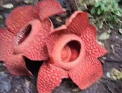 Dua Rafflesia Arnoldi Mekar Bersamaan di Batang Palupuh, Fenomena Langka Awal 2026
