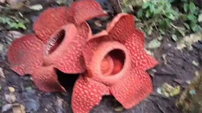 Dua bunga rafflesia jenis Arnoldi.