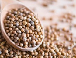 Air Rebusan Ketumbar, Bukan Sekadar Bumbu, Ini Manfaatnya bagi Kesehatan