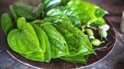 Daun sirih punya segudang manfaat kesehatan.