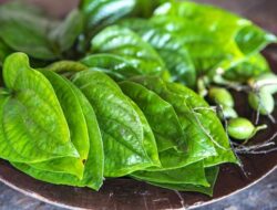 7 Manfaat Air Rebusan Daun Sirih untuk Kesehatan, dari Pernapasan hingga Mulut