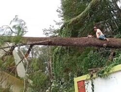 Pohon Pinus Tumbang Timpa Peziarah di Gunung Tidar, Satu Orang Tewas