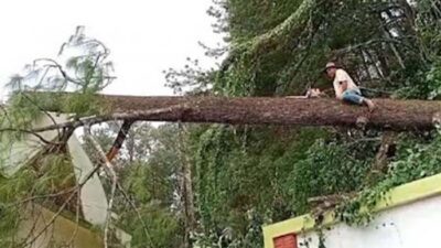 Pohon Pinus Tumbang Timpa Peziarah di Gunung Tidar, Satu Orang Tewas