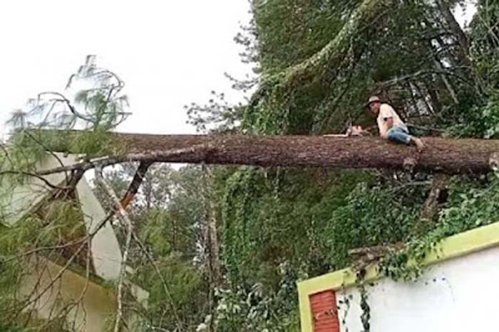 Petugas mengevakuasi korban pohon tumbang.