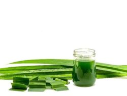 Tak Sekadar Pewangi, Ini Manfaat Air Rebusan Daun Pandan untuk Kesehatan