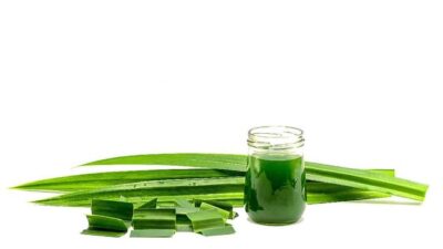 Tak Sekadar Pewangi, Ini Manfaat Air Rebusan Daun Pandan untuk Kesehatan