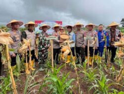 Produksi Jagung Sumbar Masih Kalah dari Kebutuhan 1,2 Juta Ton