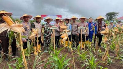Produksi Jagung Sumbar Masih Kalah dari Kebutuhan 1,2 Juta Ton