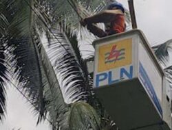 PLN ULP Pariaman Intensifkan Pembersihan Jaringan Listrik Jelang Ramadhan