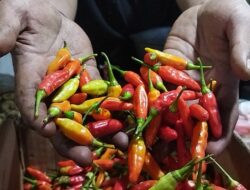 Harga Cabai Rawit Naik karena Cuaca, Bukan Kekurangan Produksi