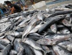 Kementerian Kelautan dan Perikanan Prediksi Produksi Perikanan Tangkap Turun di Awal 2026