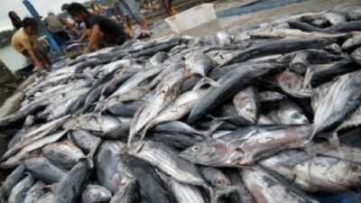 Kementerian Kelautan dan Perikanan Prediksi Produksi Perikanan Tangkap Turun di Awal 2026