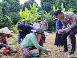 Polsek Tanjung Raja Tanam Jagung di Desa Tanjung Agas, Dukung Ketahanan Pangan Nasional