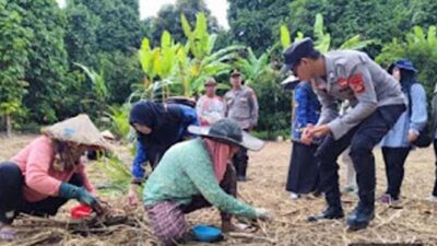 Polsek Tanjung Raja Tanam Jagung di Desa Tanjung Agas, Dukung Ketahanan Pangan Nasional