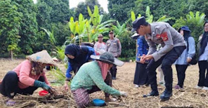 Polsek Tanjung Raja Dukung Ketahanan Pangan Lewat Penanaman Jagung.