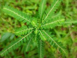 Daun Meniran, Herbal Tradisional dengan Segudang Manfaat Kesehatan