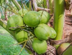Air Kelapa Muda Bisa Atasi Penyakit Apa? Ini 10 Manfaatnya bagi Kesehatan