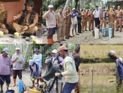 Wereng Menggila, Pemko Pariaman Turun Tangan Amankan Sawah