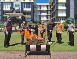 Polda Sumbar Musnahkan Ratusan Kg Ganja, 8 Kg Sabu dan 56 Butir Ekstasi