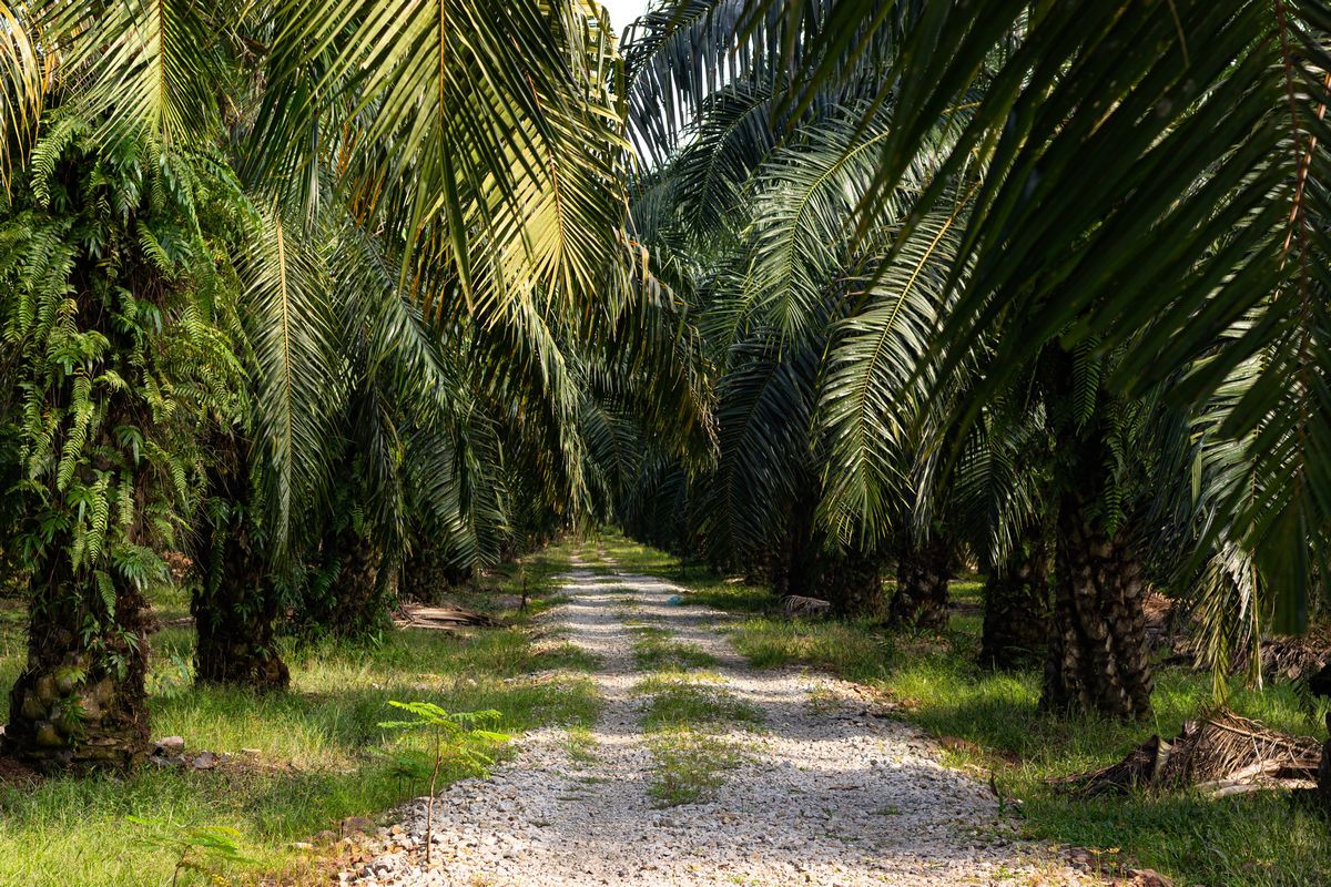 Jadi Penopang Ekonomi, Ini Strategi Tingkatkan Produktivitas Petani Sawit di RI.