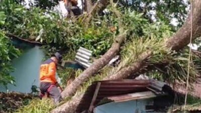 Ratusan rumah di 21 desa Kabupaten Purbalingga rusak tertimpa pohon tumbang.