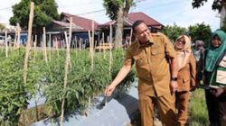 Wako Yota Balad melihat lahan kosong yang disulap jadi ladang cabe.