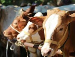 Padang Bergantung Pasokan Luar untuk Hewan Kurban