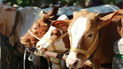 Jelang Idul Adha 2026, Stok Sapi di Padang Baru Penuhi 30 Persen Kebutuhan