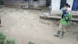 Puluhan Jejak Harimau Sumatera Muncul di Koto Sani