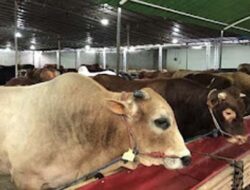 Agam Perkirakan 5.700 Hewan Kurban Disembelih pada Idul Adha 1447 H