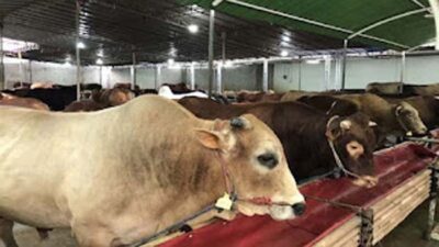 Agam Perkirakan 5.700 Hewan Kurban Disembelih pada Idul Adha 1447 H