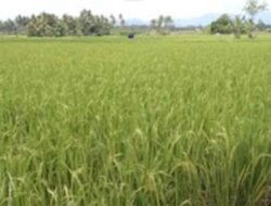 Pemerintah Pusat Gelontorkan Rp455 Miliar untuk Pulihkan Pertanian Sumbar Pasca Bencana