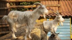 Hewan kambing kurban.