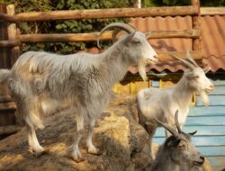 Harga Hewan Kurban 2026 Mulai Bergerak Jelang Iduladha, Ini Kisaran Terbarunya