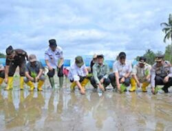 Pemprov Sumbar Percepat Pemulihan Ribuan Hektare Sawah Terdampak Bencana