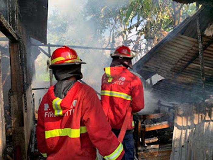 Kandang Sapi di Tengah Sawah Kuranji Terbakar, Damkar Padang Kerahkan 75 Personel.