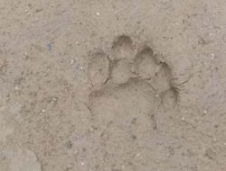 Warga Koto Sani Resah, Jejak Diduga Harimau Sumatera Muncul Dekat Permukiman