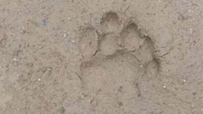 Jejak Harimau Sumatera Ditemukan Dekat Permukiman Warga di Koto Sani Solok.