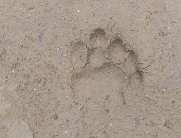 Jejak Harimau Sumatera Ditemukan Dekat Permukiman Warga di Koto Sani Solok.