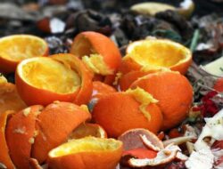 Jangan Dibuang! Ini 6 Manfaat Kulit Jeruk untuk Tanaman dan Halaman Rumah