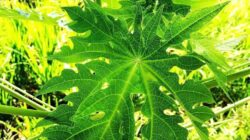 Daun pepaya bisa digunakan untuk membuat daging lebih empuk.